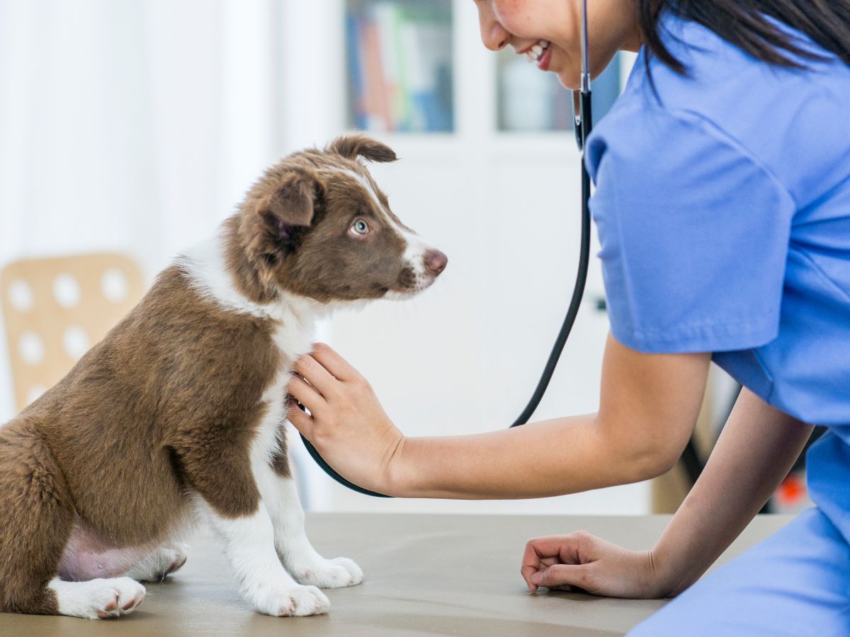 a vet in blue scrubs checking a dog