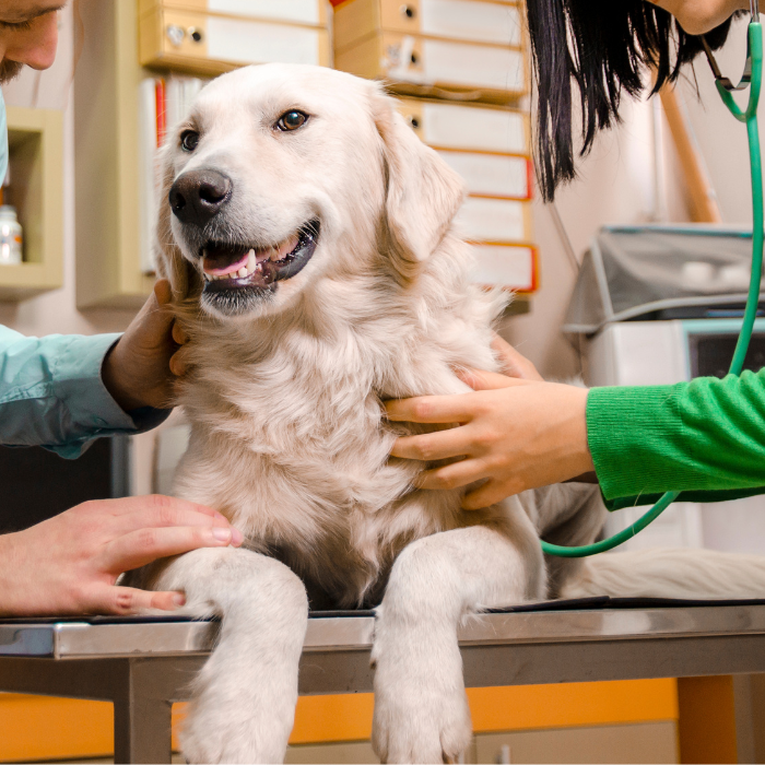 Veterinary Appointment In Kitsap County, WA Central Valley