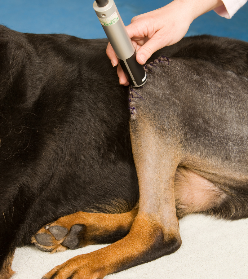 a person using an object to cut a dog's stomach