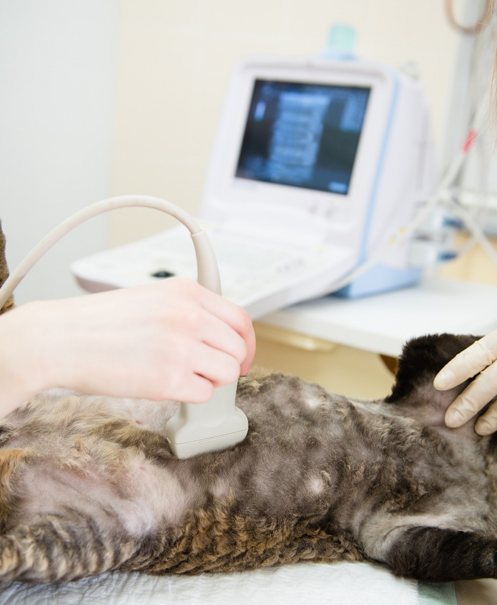 a person using an ultrasound device to check the stomach of a cat