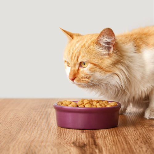 a cat eating from a bowl
