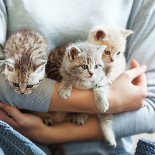 a person holding kittens in their arms<br />
