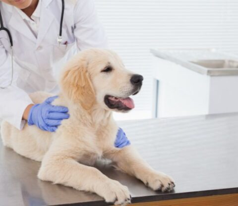 Best Vet Hospital In Kitsap County, WA | Central Valley