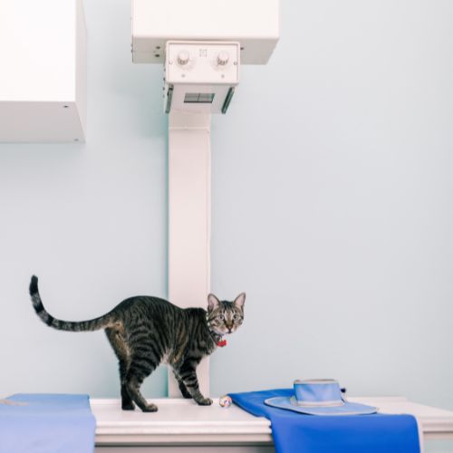 cat by an x-ray machine